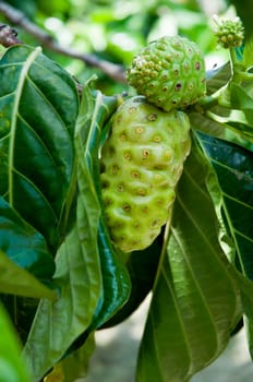 some noni fruit on the tree