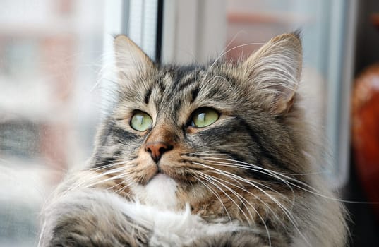 Cats, a lovely fluffy a pets