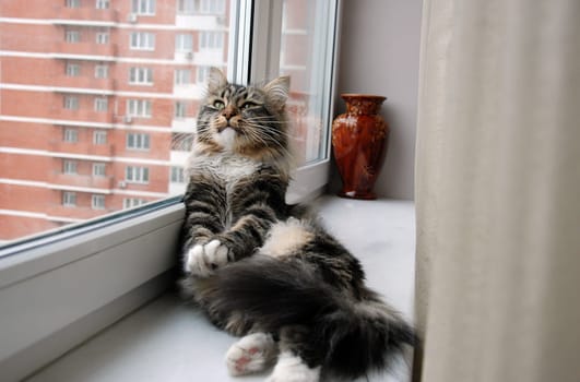 Cats, a lovely fluffy a pets