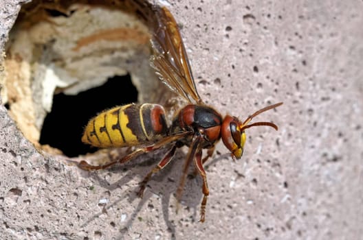 Hornet at the nest box