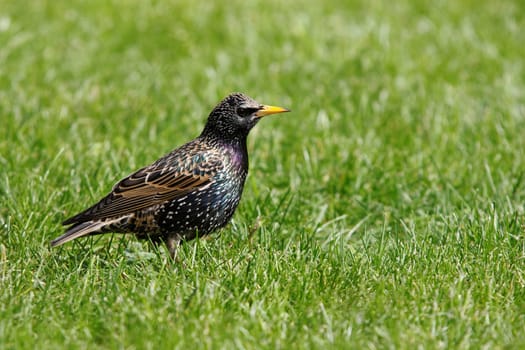 Sturnus vulgaris