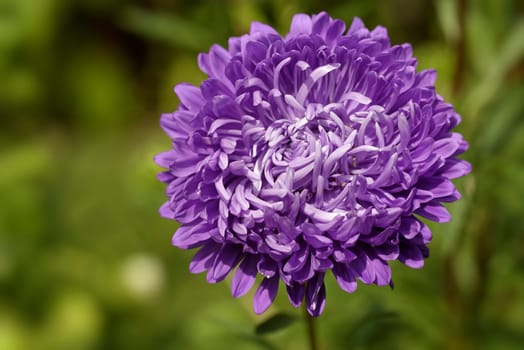 Garden aaster