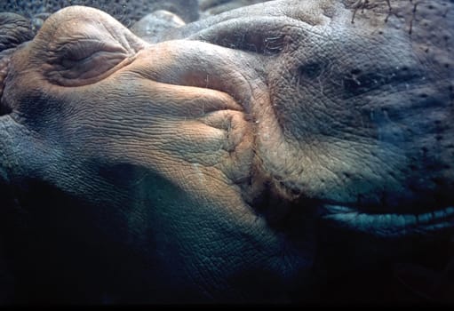 Hippo resting under water in pond
