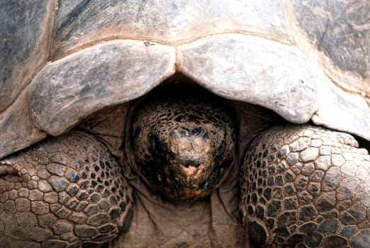 Close up of a Tortoise