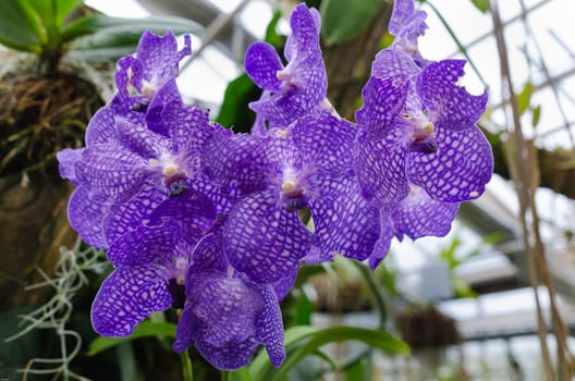 a beutiful orchide from the family Vanda very nice color