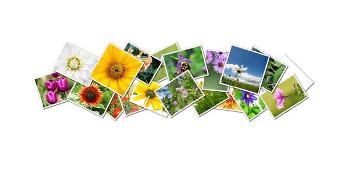 A collage with some of my flower images