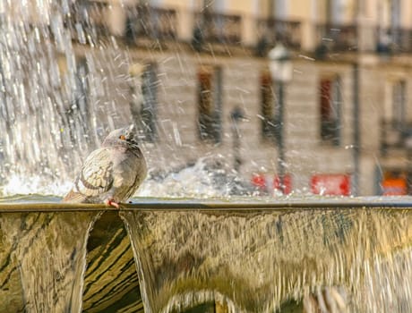 pigeon on the fountain have a bath .