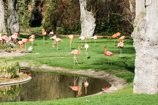 Pink Flamingos on the lawn in Madrid zoo