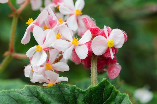 Begia metallica a beutiful garden flower white and yellow