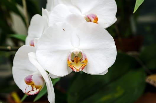 a beutiful white orchid  with little yellow in the middle of the flower