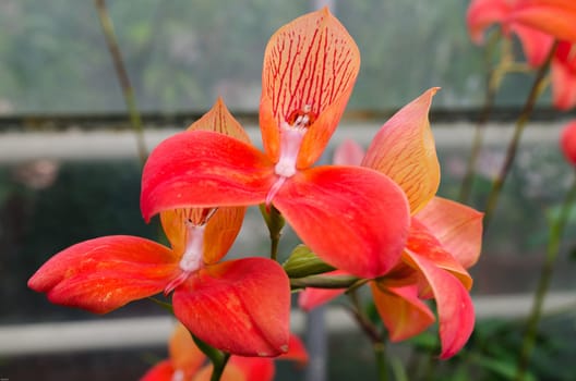 Disa uniflora a beutiful red orchid and a little bit orange a tropical flower