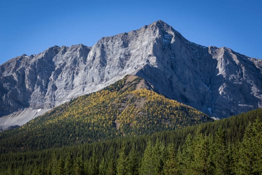 Brilliant yellow autumn Alpine Larch trees in the forests of the Canadian Rockies