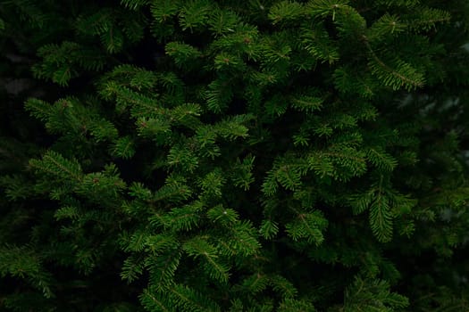 Close up background shot of branches of a Balsam Spruce Christmas Tree ready for decoration