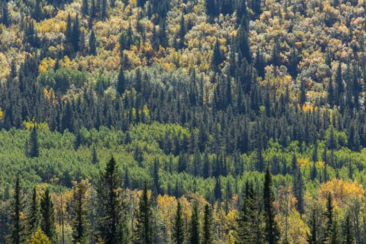 Varied autumn colors of a mixed forest in the Highwood area of Kananaskis Country, Alberta, Canada