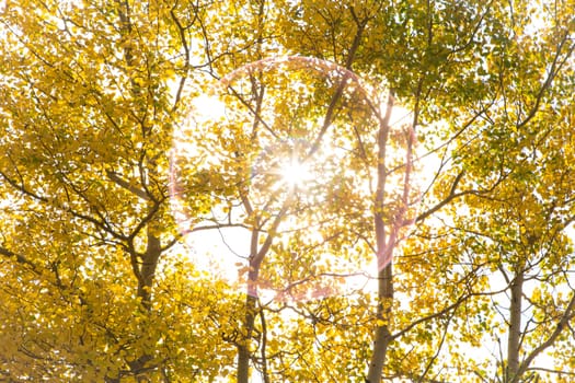 Autumn colored Aspen Poplar Trees backlit by the afternoon sun in the Rocky Mountains of Canada