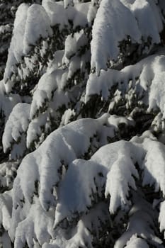 Large amount of fresh snowfall on the branches of spruce trees