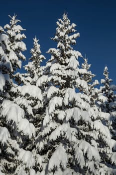 Large amount of fresh snowfall on the branches of spruce trees