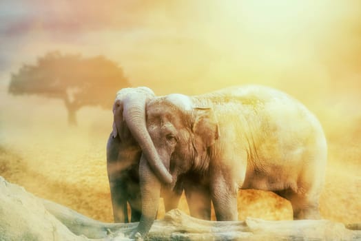 elephant love in the sandstorm on the desert