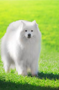 close up on samoyed dog on green grass