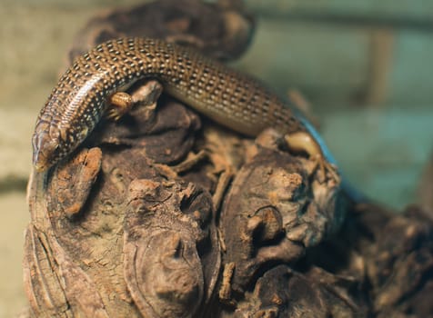 close up on chalcides ocellatus (eyed skink)