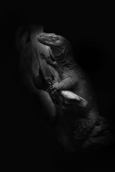 crocodile monitor (varanous salvadori) on black background