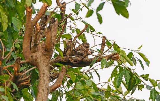 Asian Barred Owlet in a Tree in Pokhara, Nepal