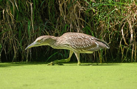 Immature Black Crowned Night Heron Stalking Prey in The Skokie Lagoons in Illinois