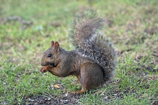 Eastern Gray Squirrel in the Busse Woods Forest Preserve in Illinois