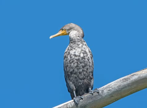 Immature Double Crested Cormorant in the Skokie Lagoons in Illinois