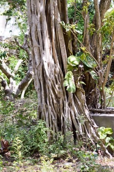 Root clusters along a tree trunk in Kenya