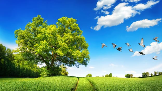 Large oak tree on a green field,a sunny scene with deep blue sky and white clouds,flying birds and tracks leading to the horizon