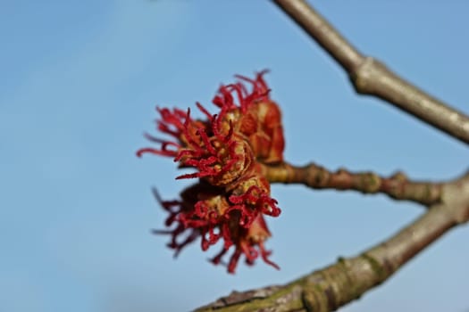 Female flower of the red maple (Acer rubrum)