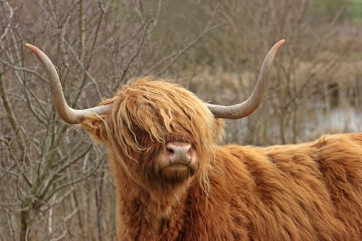 Female Scottish Highland Cattle