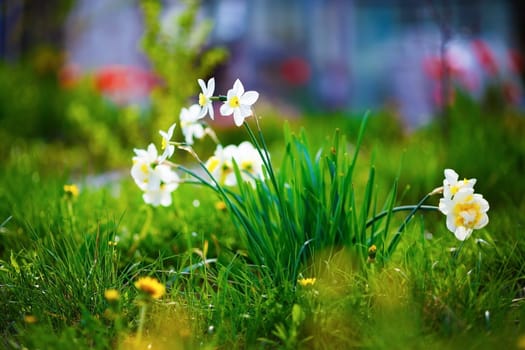 Blooming white daffodils. Flowering narcissus at springtime. Spring flowers. Shallow depth of field. Selective focus.
