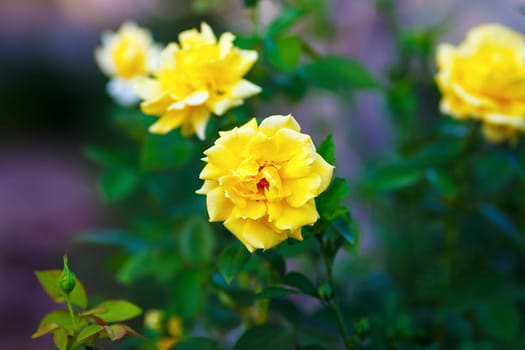 Beautiful yellow rose flowers on blurred background of green leaves outdoors. Shallow depth of field. Selective focus.