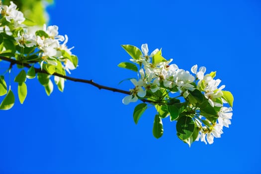 Blossoming tree branch with white flowers and green leaves against the blue sky background. Spring flowering.