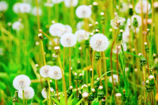 Dandelion on the meadow. Sunny summer day. Shallow depth of field. Selective focus.