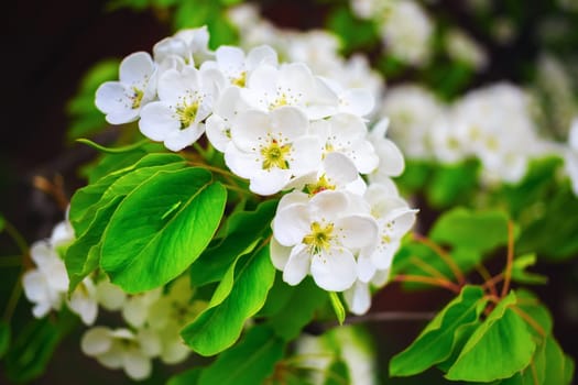 Blossoming tree branch with white flowers and bright green leaves. Tree in bloom. Spring flowering. Shallow depth of field. Selective focus.