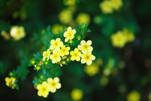 Little yellow flowers against a blurred background of green foliage.Sunny spring day. Shallow depth of field. Selective focus.
