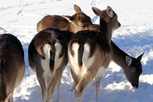 Female fallow deer from behind. Fallow deer lick each other's fur