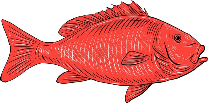 Drawing sketch style illustration of an Australasian snapper, silver seabream, Pagrus auratus, a species of porgie found in coastal waters of Australia, Philippines, Indonesia, China, Taiwan, Japan and New Zealand swimming viewed from the side set on isolated white background.
