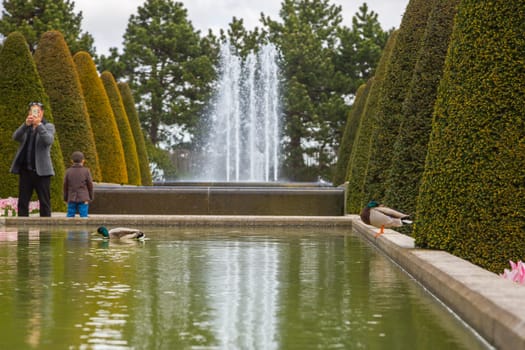 Lisse, Netherlands - May 7, 2016: Father with a child in the Keukenhof park looks at the ducks swimming in the pond. A man takes pictures of ducks in a pond. The child is looking at the fountain.