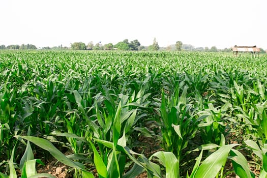 cornfield  farm agriculture green color