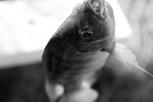 Fish Tilapia hanging hook animal eye