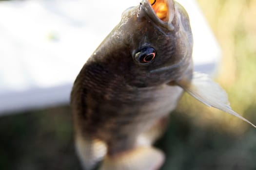 Fish Tilapia hanging hook animal eye