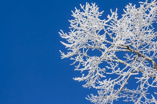 Wonderful cold xmas weather scene with winter forest trees and branches full of ice and snow. Copyspace. Part of cool series.