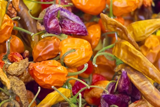 Delicious tomato and hot peppers for e.g. vegetarian food cuisine or a spicy bio diet. Perfect nutrition.