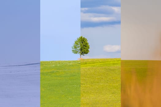 Nature weather visual with a single tree on a hill. Cold snow and a juicy green meadows have a transition to a warm autumn field.