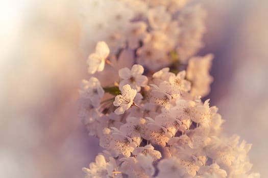 Many wonderful blooms on a branch of a tree with a nice bokeh.