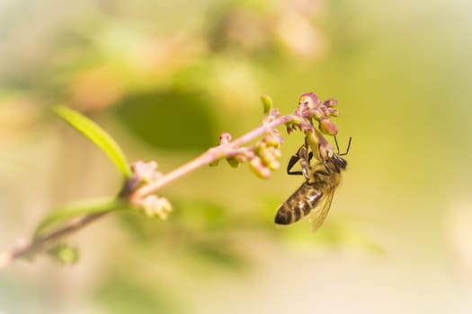 Macro shot of the insect in the morning on a pretty flower. Lots of details. Nice color gradient background. Copyspace.